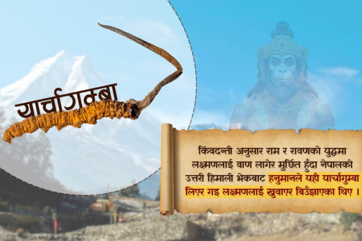 यार्सा सिजनः के रामायणका लक्ष्मणलाई यार्साले नै बचाएको थियो?, यस्तो छ यार्सागुम्बाको रोचक कथा