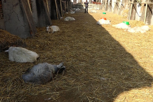 खाद्य कम्पनीमा राखिएका च्याङ्ग्रा कसरी मरे ?