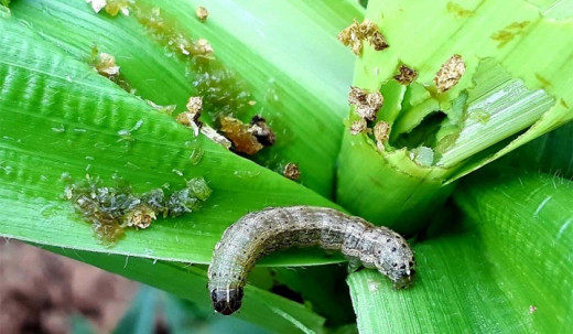 मकै बालीमा ‘अमेरिकन फौजी कीरा’को प्रकोप