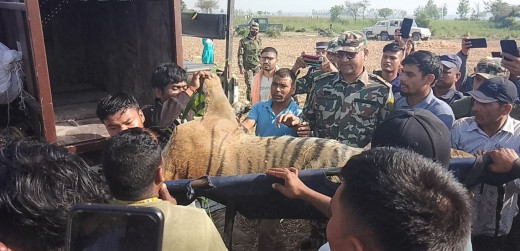 बाघको आक्रमणबाट बेपत्ता भएकी महिलाको शव भेटियो