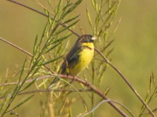 विश्वकै दुर्लभ बगाले बगेडी चरा शुक्लाफाटाँमा