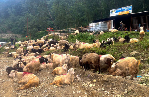 साइपाल हिमालतिरका भेडाच्याङ्ग्रा पोखरा भित्रिए