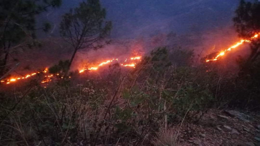 डढेलोले रामेछापको ४ हजार ५ सय हेक्टर वन सखाप