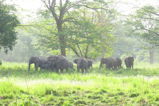 बढ्दो मानव–हात्ती द्वन्द्व : २० वर्षमा दुई सय ७४ जनाको मृत्यु