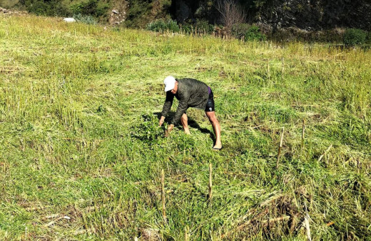 बाग्लुङमा असिना पानीले धान र फापरखेती नष्ट