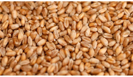 खाद्यले उचित मूल्य नदिएपछि गाउँमै गहुँ बिक्री गर्दै  किसान