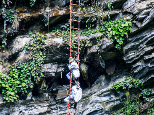 आयआर्जन र पर्यटन प्रवर्द्धनको माध्यम बन्दै मह शिकार