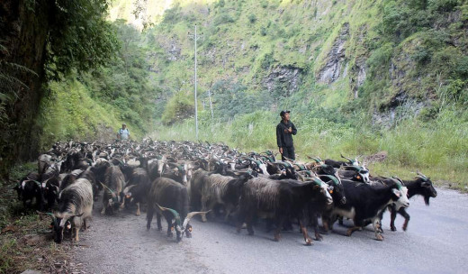 यसवर्ष च्याङ्ग्राको मूल्य घट्यो