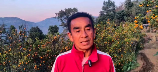 बिचौलियाको मारमा सुन्तला व्यवसायी, भन्छन्– ‘राज्यले उपेक्षा गर्‍यो’ 