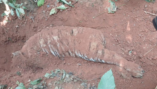 बाघ गाडेको अवस्थामा भेटियो