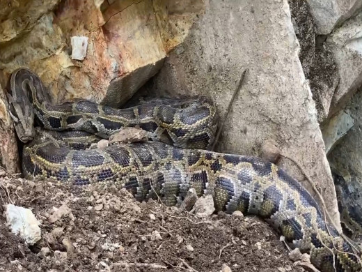 गोरखाको भुम्लिचोकमा अजिङ्गर फेला 
