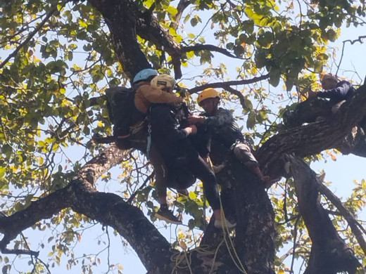 रुखमा अडकिएका दुई प्याराग्लाइडर्सको उद्धार