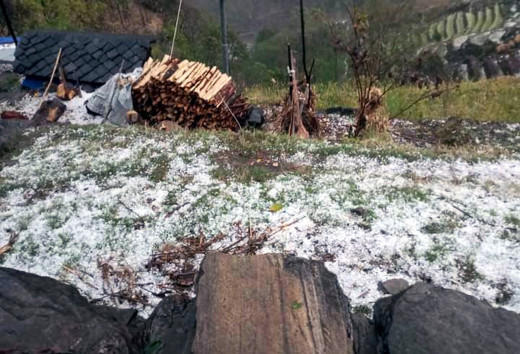 पाक्न लागेको हिउँदेबालीमा असिनाले क्षति, किसान चिन्तित 