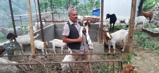 वैदेशिक रोजगारी छाडेर बाख्रापालन