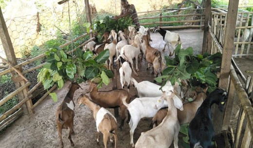 बाख्रापालनबाट चार वर्षमा ८२ लाख कमाए स्याङ्जाका गंगाप्रसादले