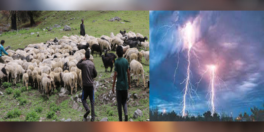 जुम्लामा चट्याङबाट ५० भेडाबाख्रा मरे