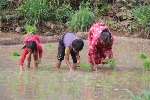 धादिङका किसान रोपाइँमा व्यस्त