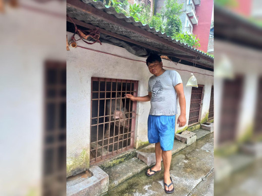बङ्गुरपालनमा रमाउँदै वडाध्यक्ष सिंजाली