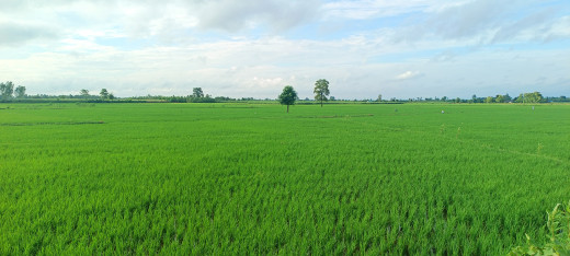 पर्सामा ९० प्रतिशत रोपाइँ सकियो