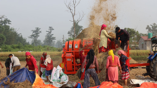 व्यापारीले भनेकै मूल्यमा किसान धान बिक्री गर्न बाध्य