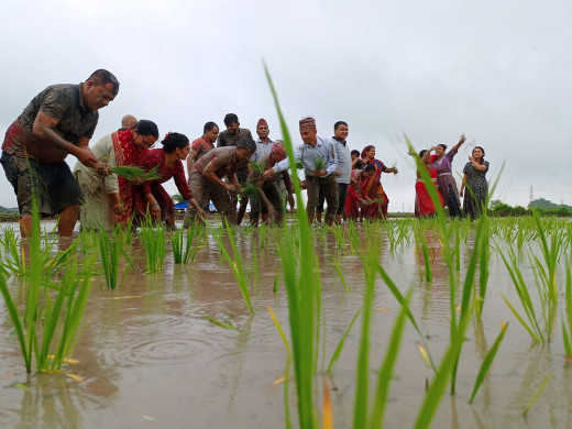 बैतडीमा ९० प्रतिशत रोपाइँ सम्पन्न