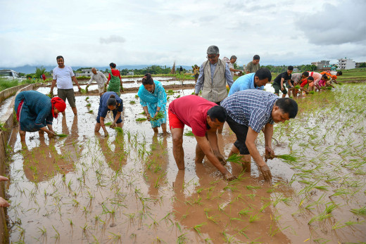 तनहुँमा धान खेतीको क्षेत्रफल घट्दै