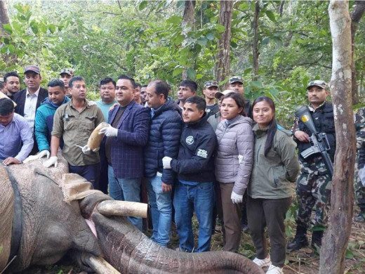 ध्रुबे हात्तीको दाह्रा काटियो, स्याटलाइट कलर पनि जोडियो
