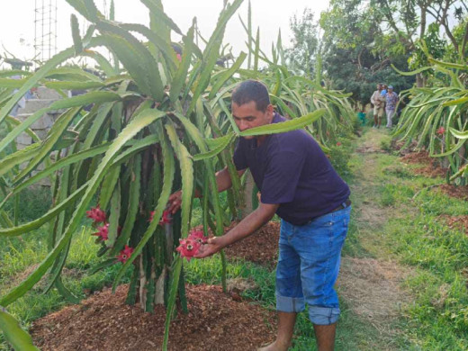 राजनीतिसँगै ‘ड्रागन’खेतीमा रमाइरहेका गणेश 