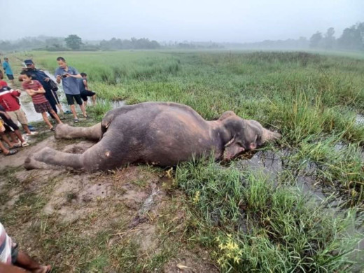 झापाको सिमसार दलदलमा आधा डुबेको अवस्थामा हात्ती मृत फेला