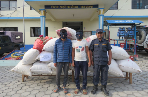 ५१२ किलो गाँजासहित दुई जना पक्राउ