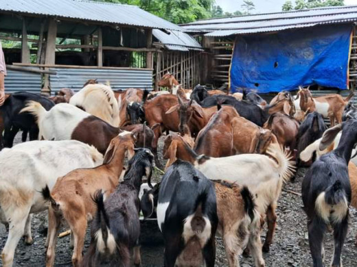 शिक्षण पेसा छाडेर बाख्रापालनमा लागेका राईको वार्षिक ६ लाख आम्दानी 