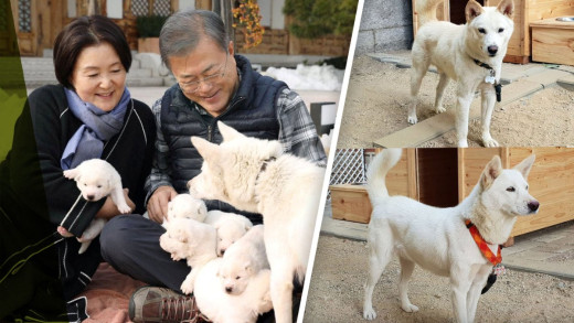 कुकुरको मासु खाने चलनको अन्त्य गर्दै दक्षिण कोरिया