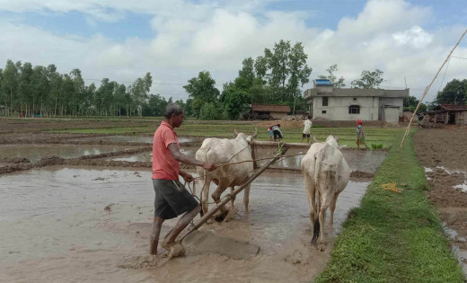 अनुदानमा आधुनिक हलोको ताँती, किसानलाई हल गोरुनै जाती