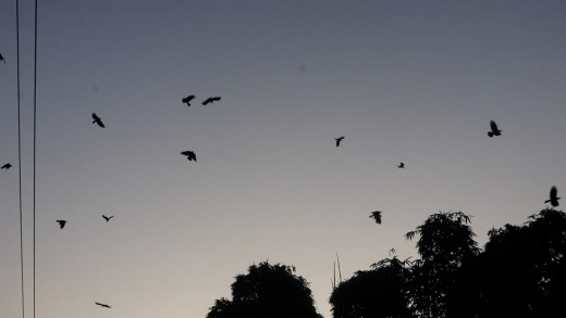 ‘काग धेरै मरे, संख्या घट्दै गयो’