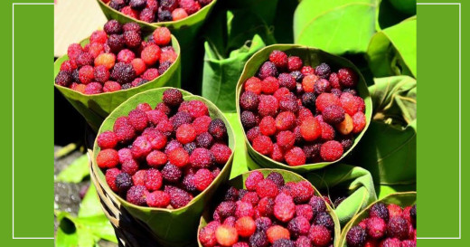 काफल बेचेर दैनिक दुई हजार आम्दानी