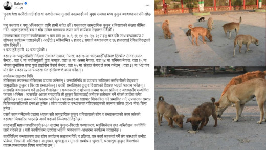 काठमाडौं महानगरले सुरु गर्यो कुकुर र बिरालोलाई बन्ध्याकरण र खोप लगाउने कार्यक्रम
