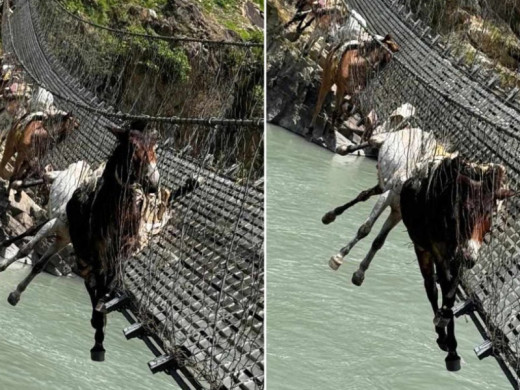 कर्णाली नदीको पुलको लठ्ठा चुँडियो, १३ खच्चड अडकिए