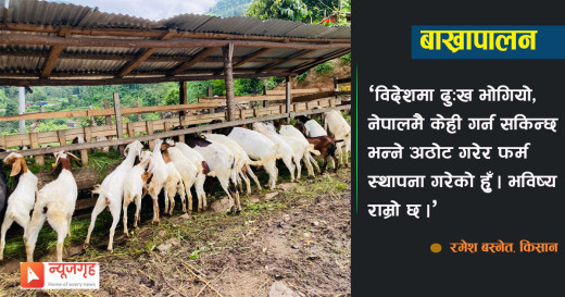 जापानको आम्दानी बाख्रापालनमा लगानी
