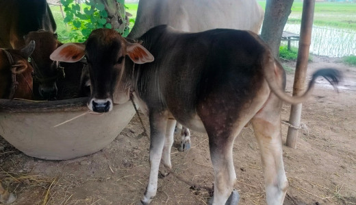 कोशीका सवा दुई लाख पशुमा ‘लम्की स्किन’, पाँच हजार मरे