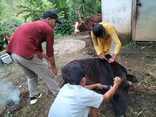 वस्तुभाउमा देखिने विभिन्न रोगविरुद्ध गण्डकीमा पूर्ण खोप कार्यक्रम सञ्चालन