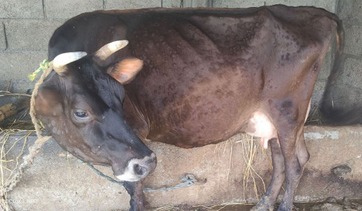 कास्कीका गाईभैँसीमा लम्पी स्किन रोगको प्रकोप