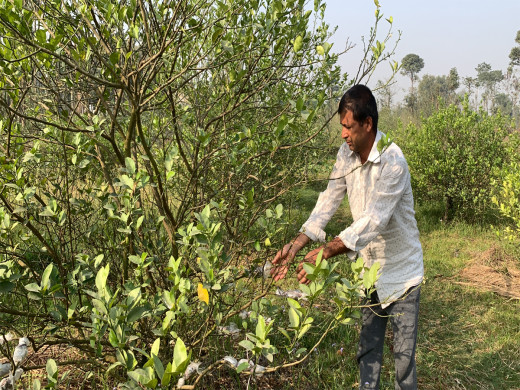 हात्तीले धानबाली नष्ट गरेपछि झापाका किसान कागती खेतीमा