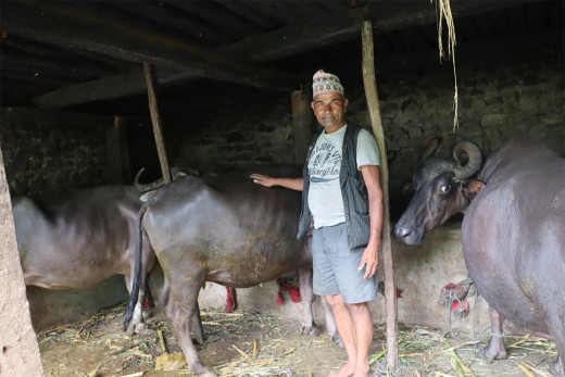 गण्डकी प्रदेशमा गाईभैँसी कल्याण मापदण्ड कार्यान्वयन गरिँदै