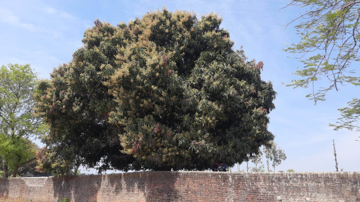 अत्यधिक आँप फूल्दा दाङका किसान खुसी