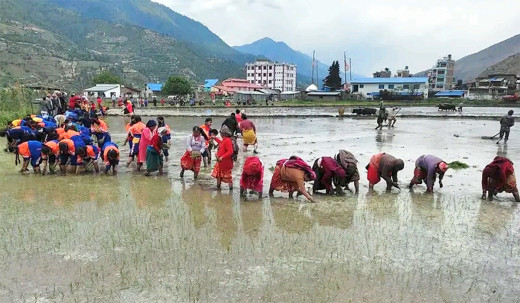 कर्णाली प्रदेशमा ४५ प्रतिशत धान रोपाइँ
