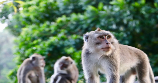 गुच्चाको गोली लागेपछि गाउँबाट बाँदर गायब