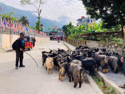 भाउ सस्तिएपछि च्याङ्ग्राको व्यापार बढ्यो