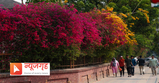 रंगीचंगी फूलले मनमोहक काठमाडौं
