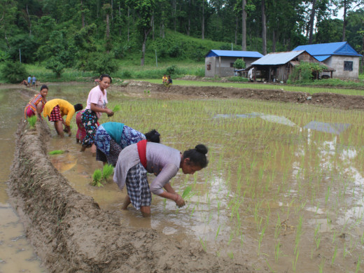 खेतीपातीमा रमाउँदै वनकरिया समुदाय