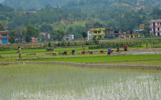 पर्सामा हालसम्म ६० प्रतिशत रोपाइँ 